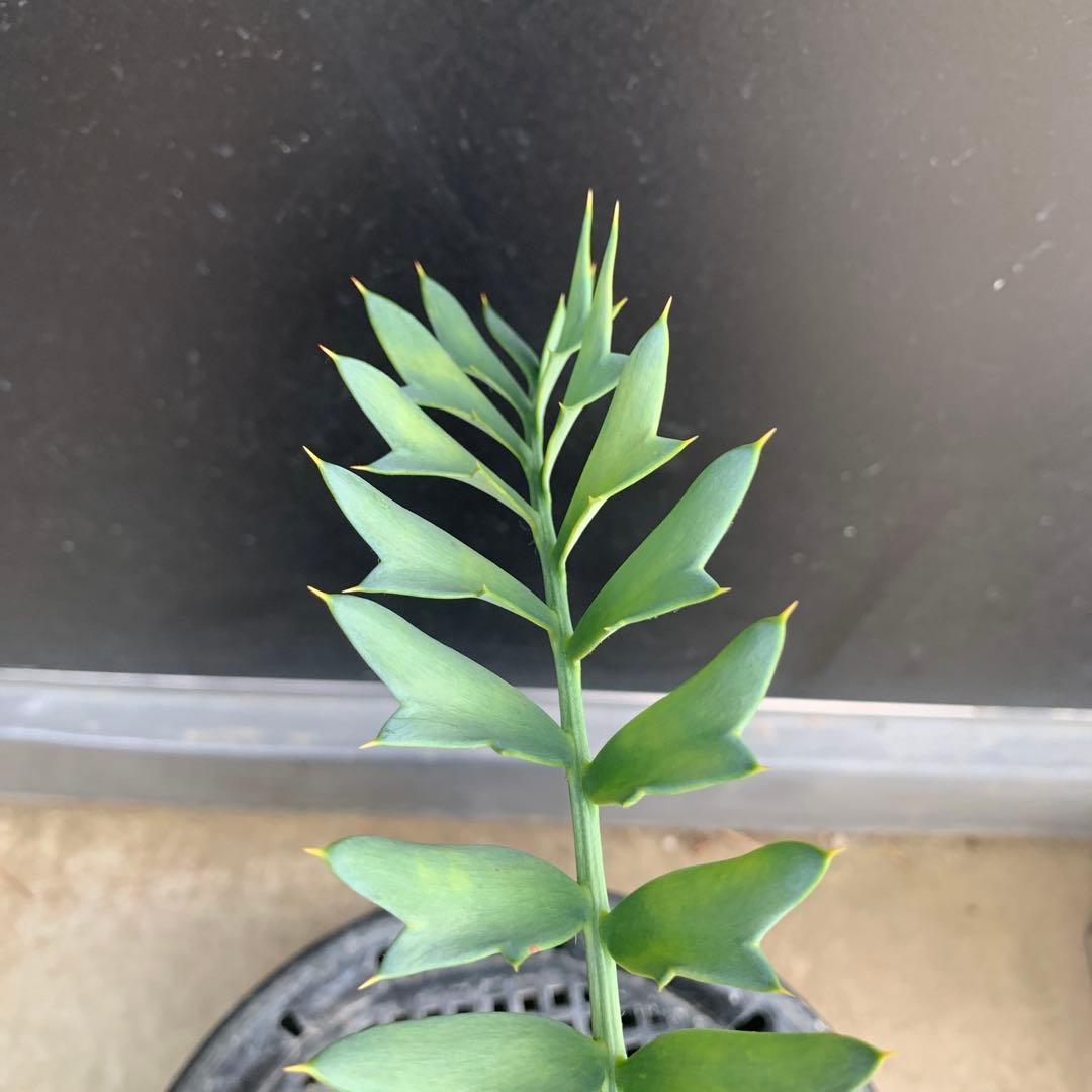 【南アフリカ産】エンセファラルトス・ホリダス(発根済)No3-25