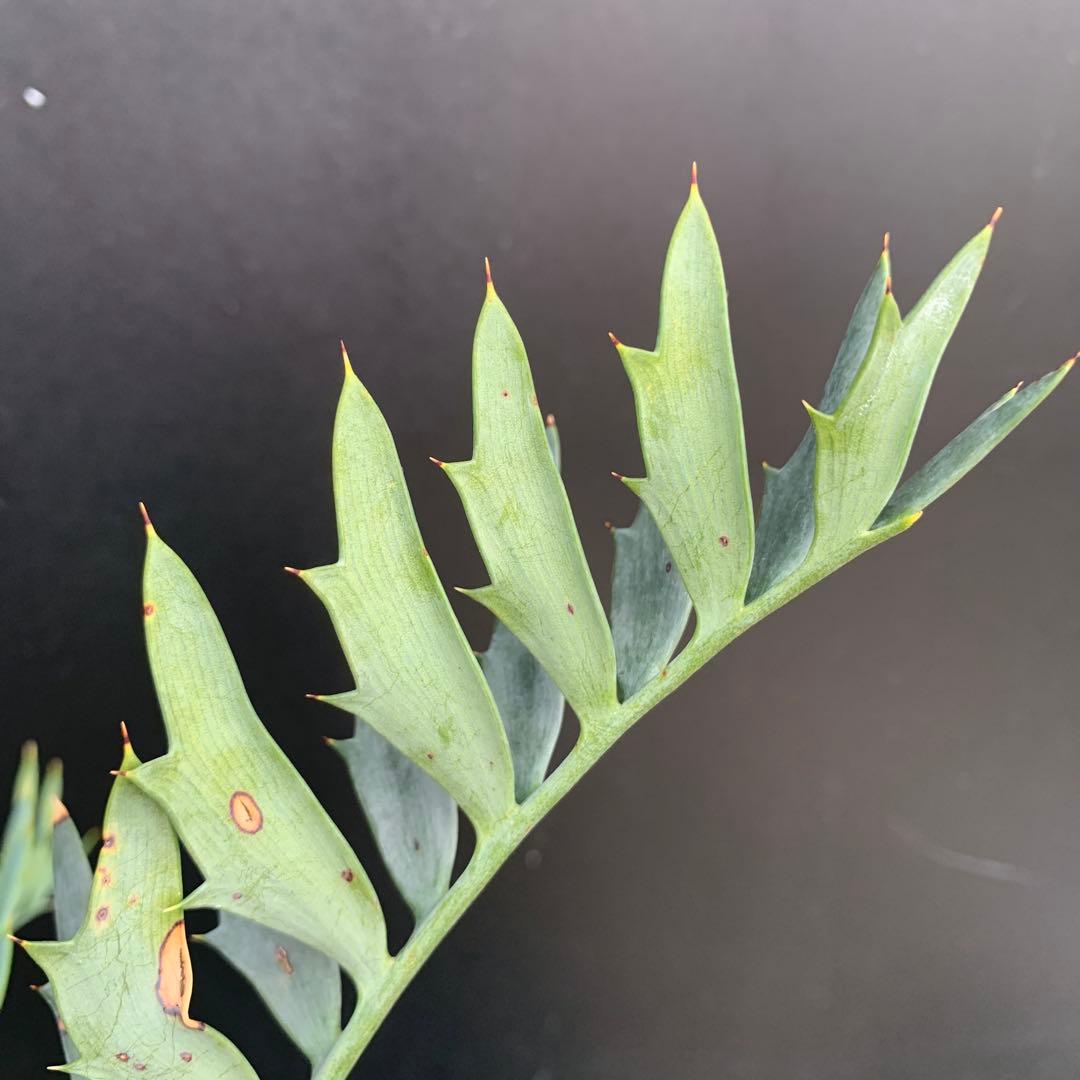 【南アフリカ産】エンセファラルトス・ホリダス(発根済)No3-25