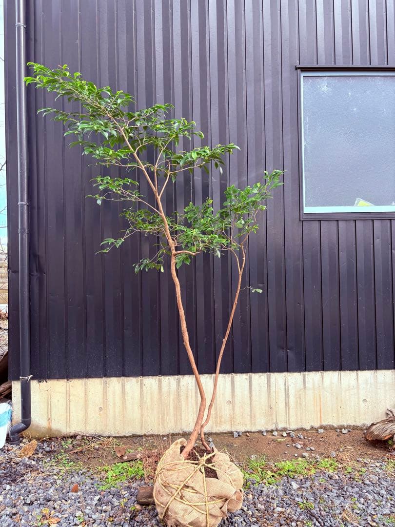 52天然山採り　ヒサカキ