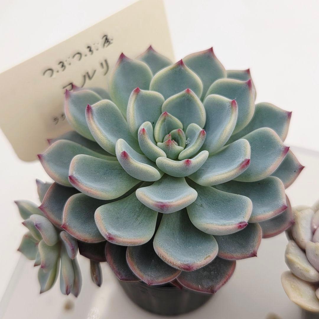 ぴか様9苗㊲千代田の松×ラウリンゼ❣️マカロニ❣️ツン❣️発根済つぶつぶ屋さん