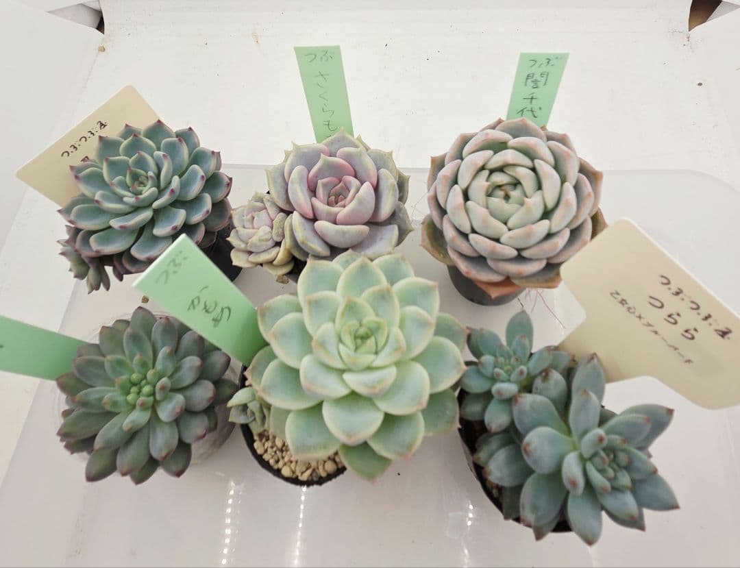 ぴか様9苗㊲千代田の松×ラウリンゼ❣️マカロニ❣️ツン❣️発根済つぶつぶ屋さん