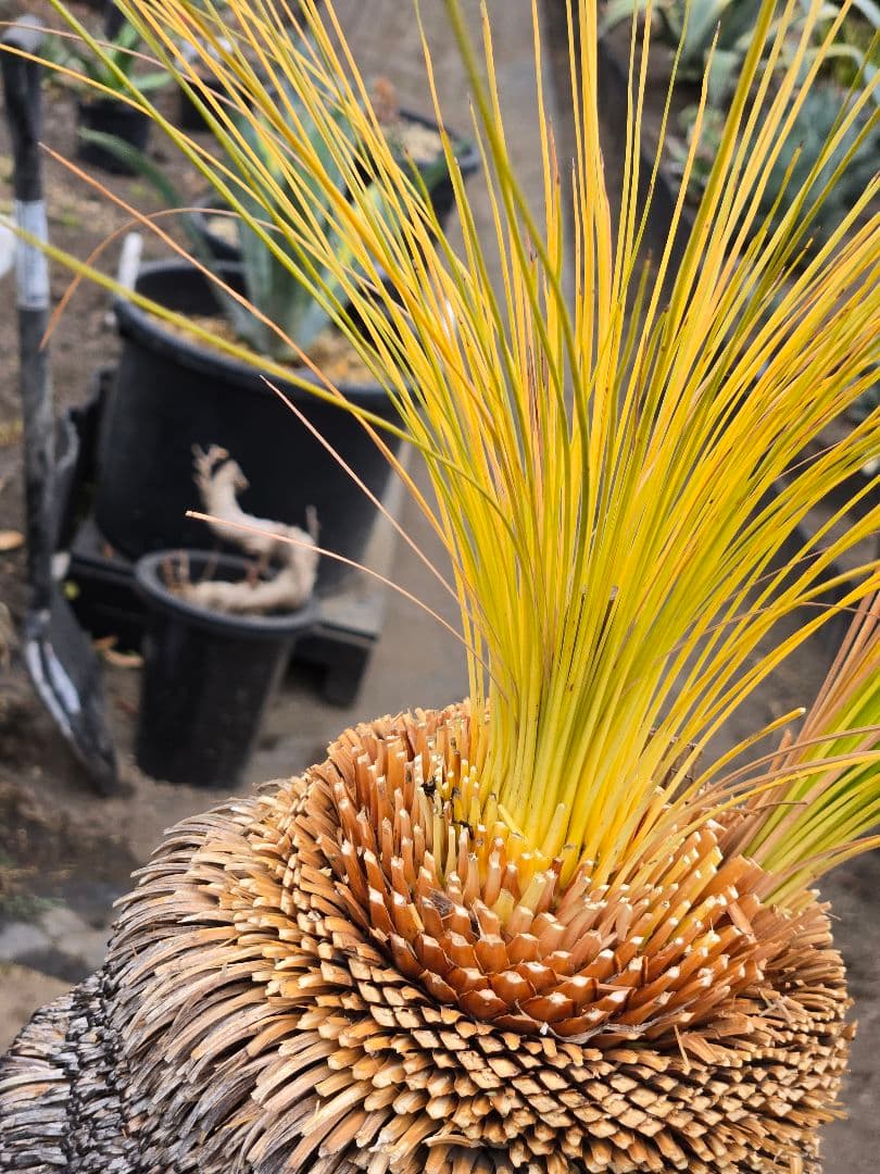 極美　クサントロエア　ジョンソニー　ブラックボーイ