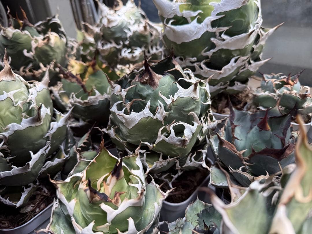 -Collection- 魔丸 アガベチタノタ オテロイ