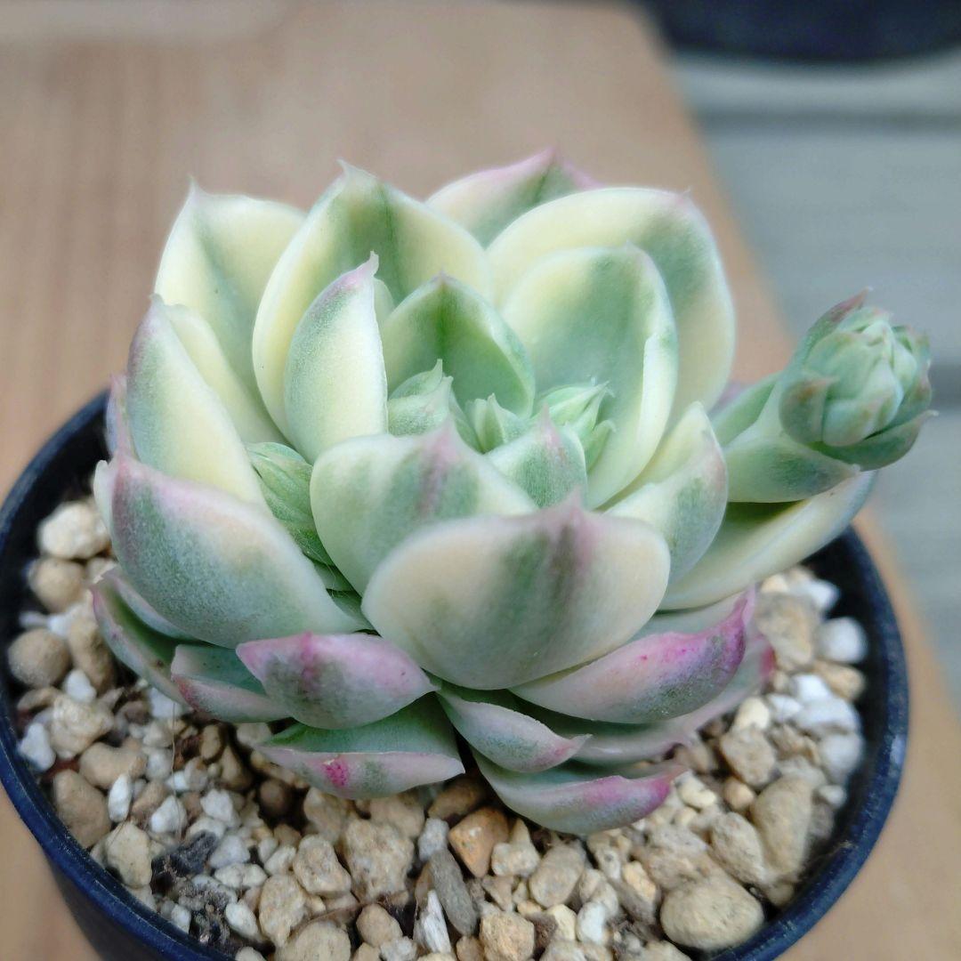 マルガンhy錦　希少　高級品　カット苗　多肉植物　ゆうパケットプラス発送