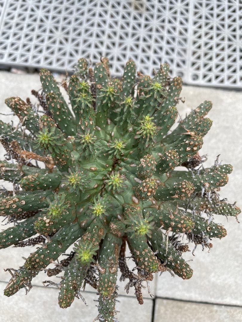 ユーフォルビア フスカ Euphorbia fusca