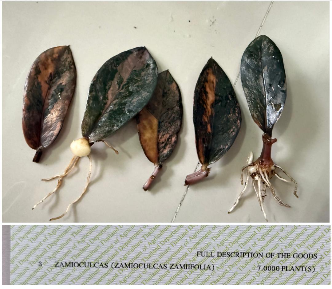 ザミオクルカス 斑入り（2株＋1株おまけセット）