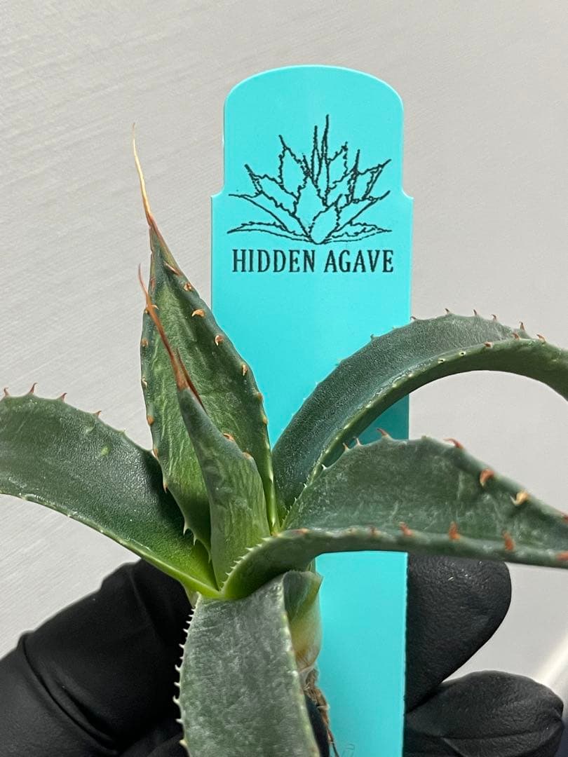 樹*様 ジェレミー産Hidden Agaveアガベ エボリスピナ×モンタナ ハイ