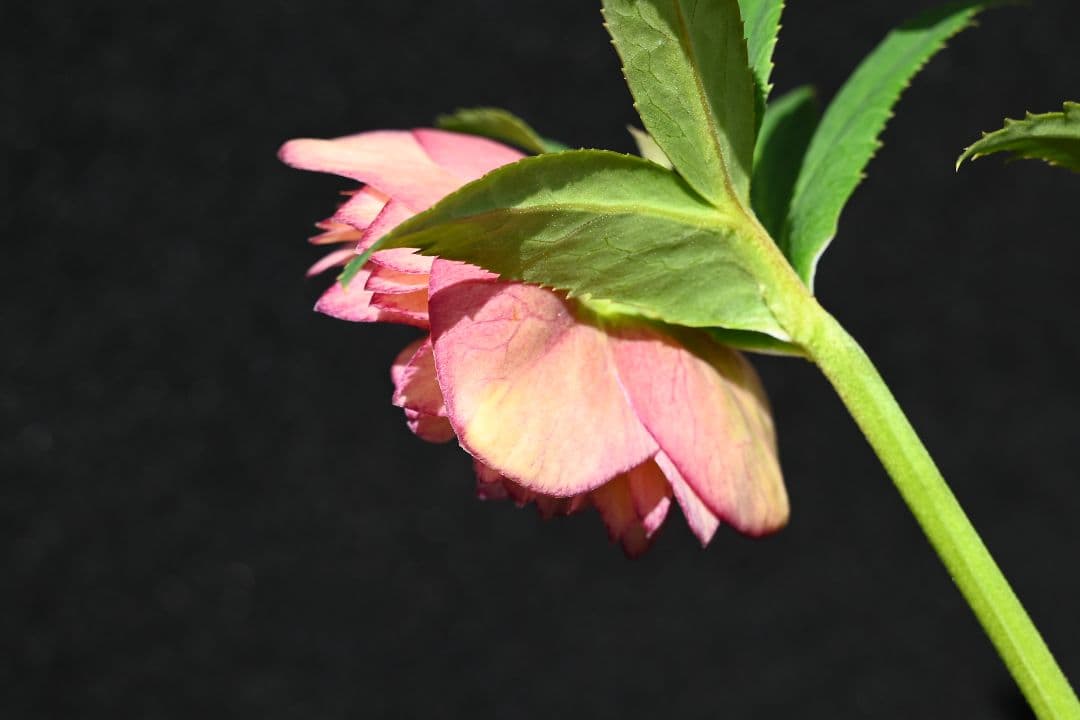 クリスマスローズ　認定グロッシーカラーアプリコットアフロディーテ　加藤農園