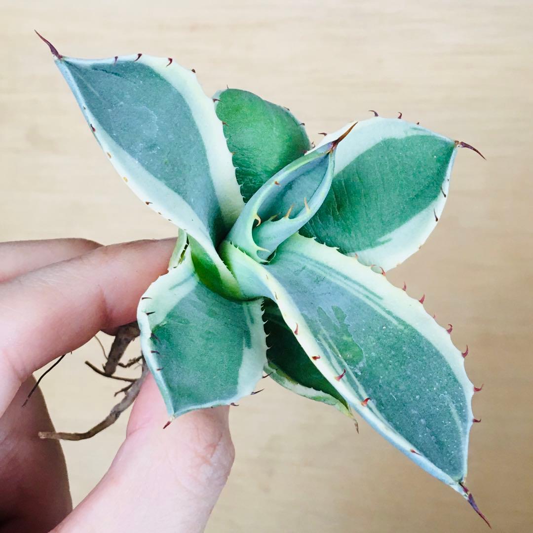 1 オリザバ TC株 アガベ パリー トランカータ 錦