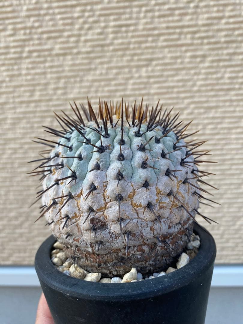 狐竜丸　現地球　まん丸　グラデーション肌　コルムナアルバ　厳選　コレクション株