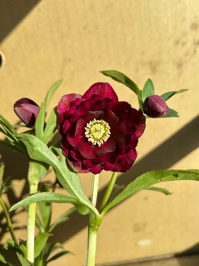 加藤農園 クリスマスローズ 認定 キラメキ⭐︎ディープレッド