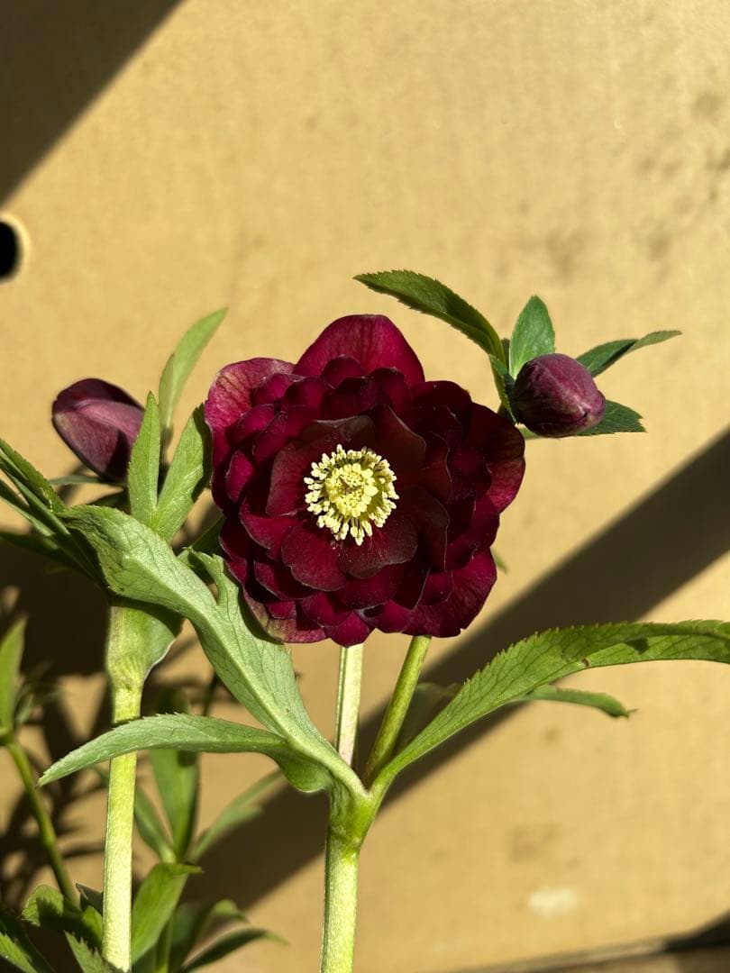 加藤農園 クリスマスローズ 認定 キラメキ⭐︎ディープレッド