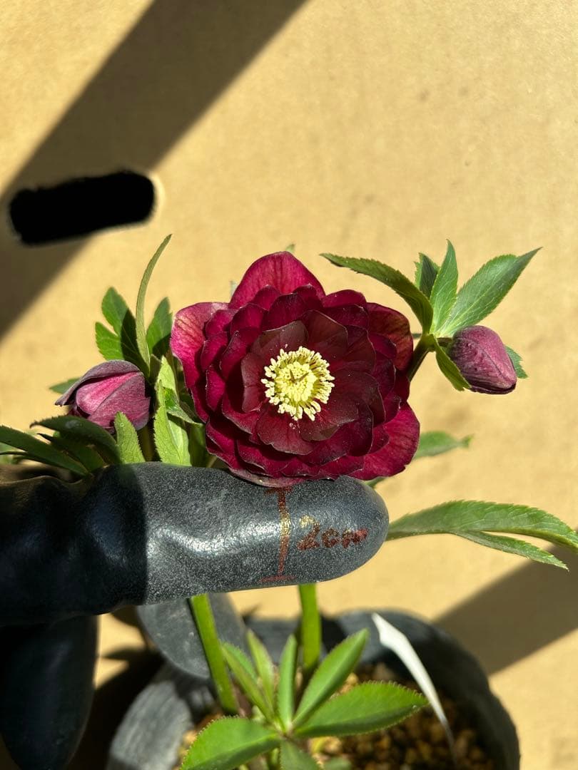 加藤農園 クリスマスローズ 認定 キラメキ⭐︎ディープレッド