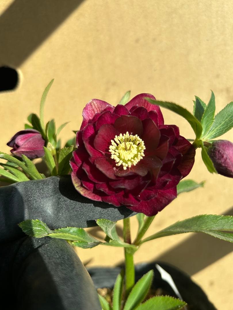 加藤農園 クリスマスローズ 認定 キラメキ⭐︎ディープレッド