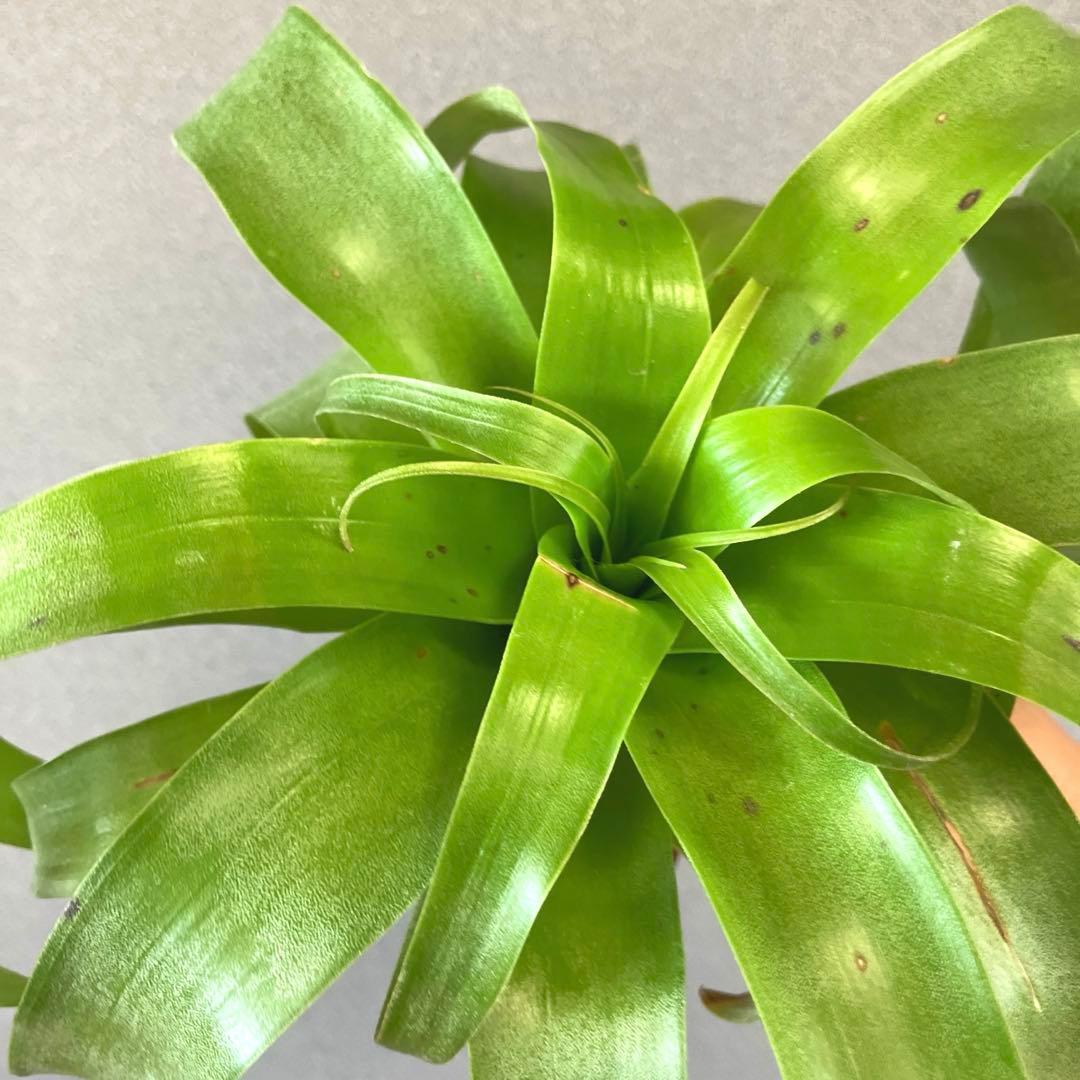 超希少❗️交配種❗️チランジア　サマンサ✨