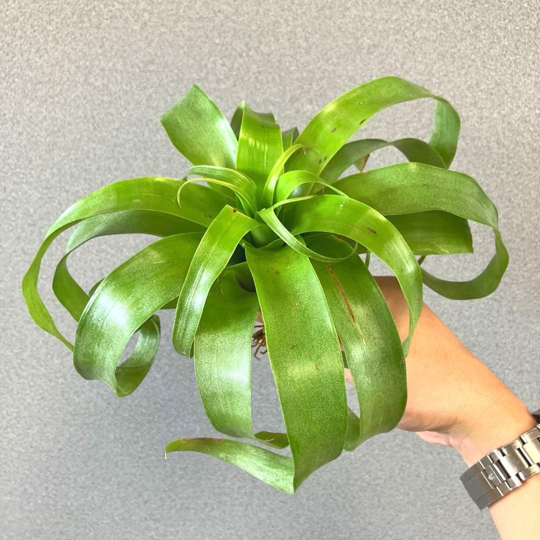 超希少❗️交配種❗️チランジア　サマンサ✨