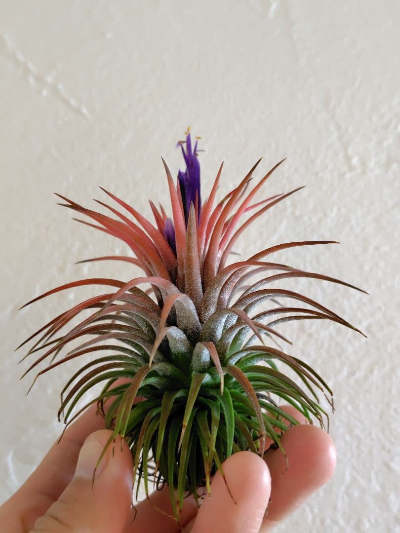 イオナンタ ヘッジホッグ Hedgehog cvc.