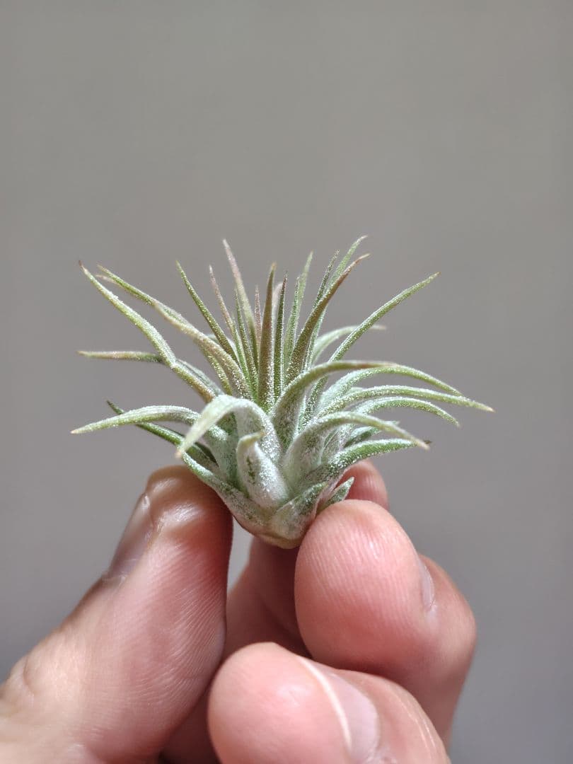 イオナンタ ヘッジホッグ Hedgehog cvc.