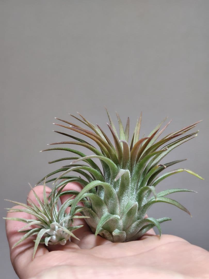 イオナンタ ヘッジホッグ Hedgehog cvc.