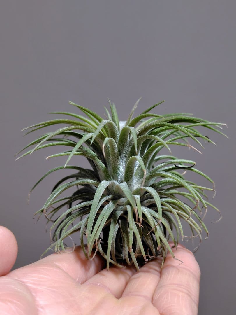 イオナンタ ヘッジホッグ Hedgehog cvc.