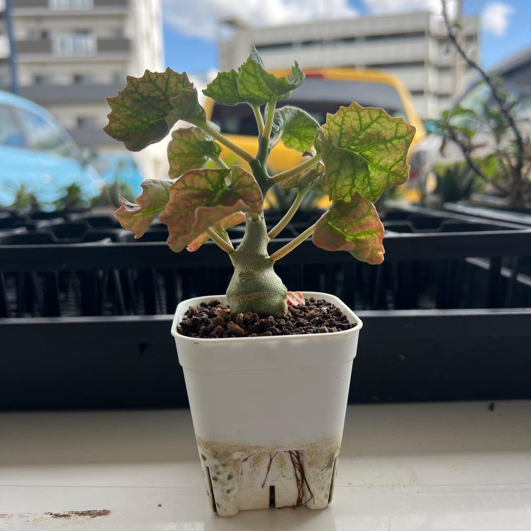 ドルステニア　ジプソフィラ　沖縄実生株