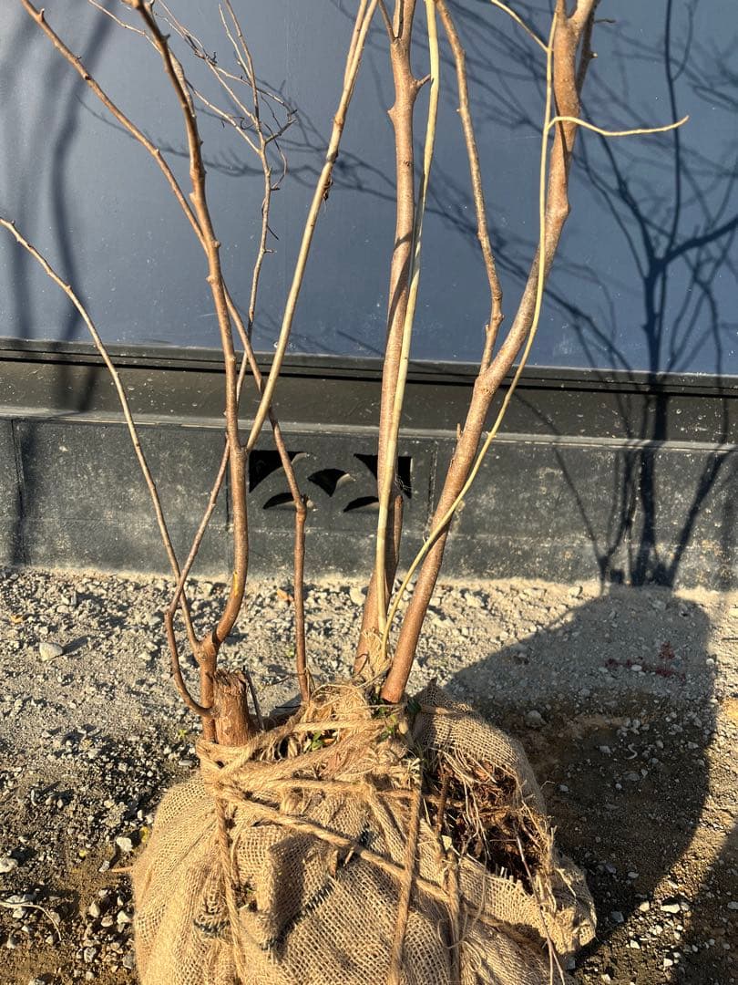 天然樹形 ナツハゼ- 美しい株立ちの自然美