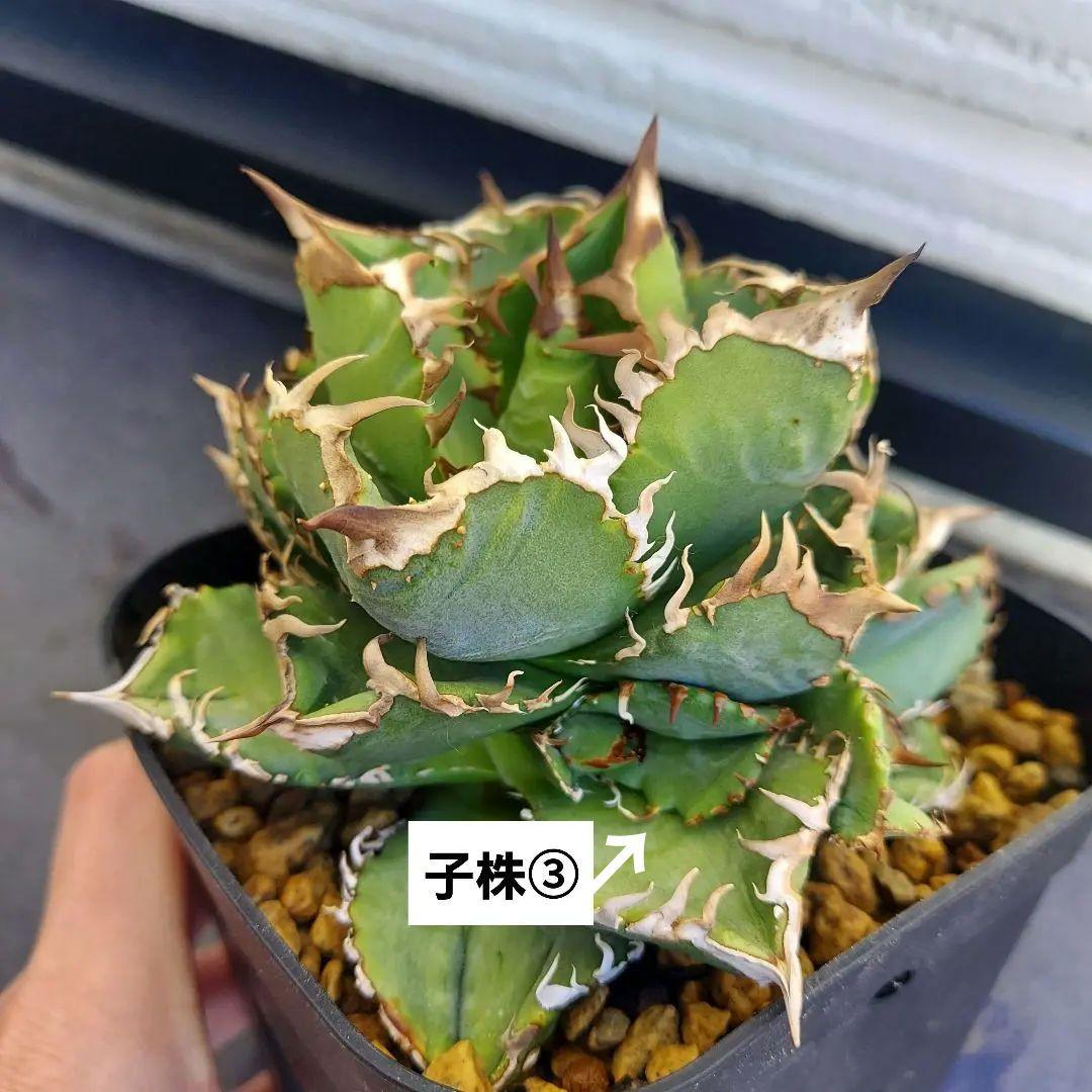 アガベ チタノタ 皇冠 クラウン lize株 親株出品 子株4つ付き