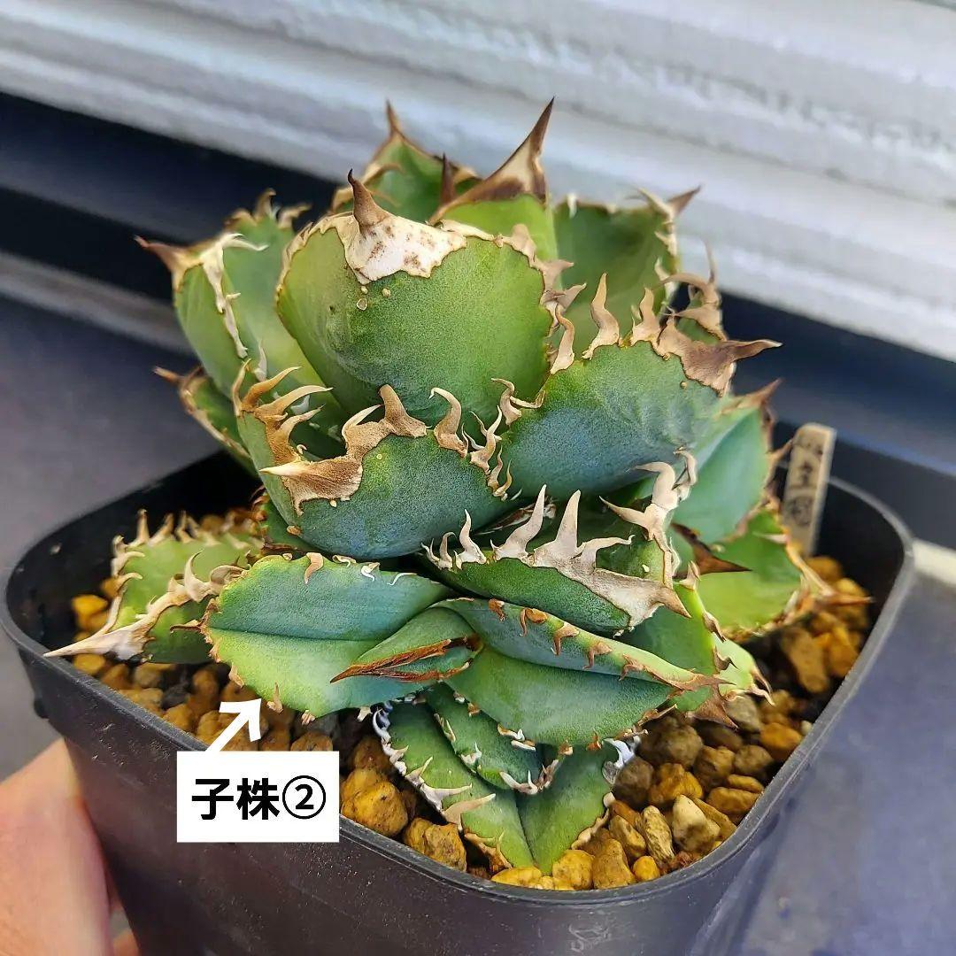 アガベ チタノタ 皇冠 クラウン lize株 親株出品 子株4つ付き