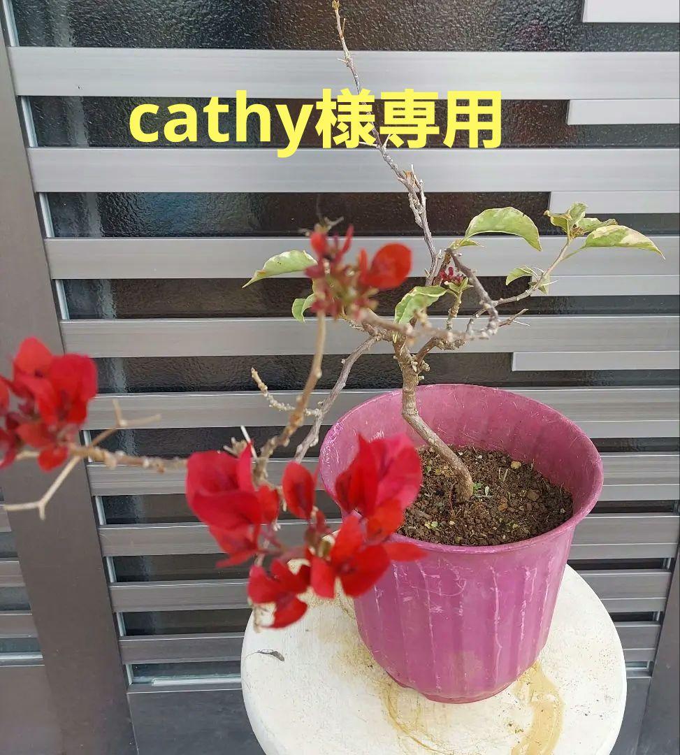 ブーゲンビリア斑入りレッド希少 No88 らくらくメルカリ便発送‼️