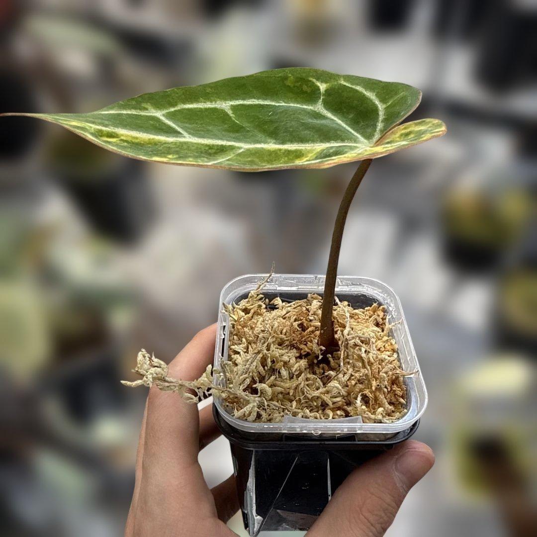 アンスリウム クリスタリナム 斑入り