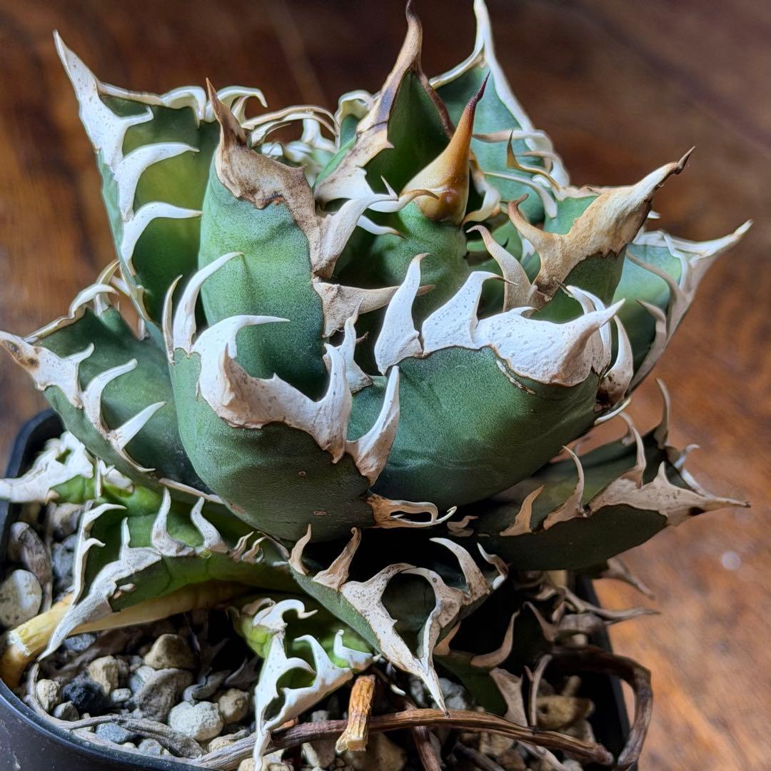 アガベ　レッドキャットウィーズル　赤猫