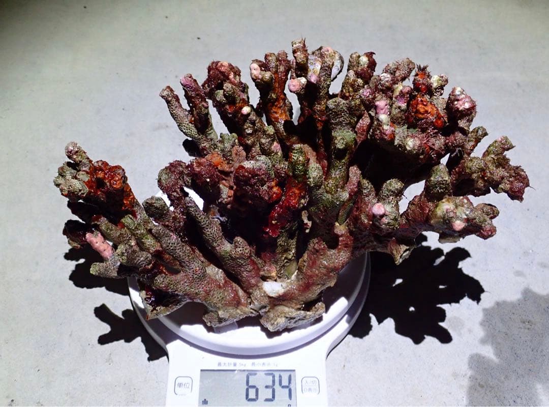 ライブロック　約5.0kg