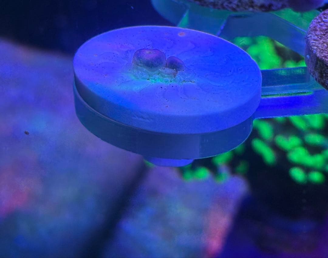 【サンゴ】ストラトスフィア　マメスナギンチャク　ハイグレード