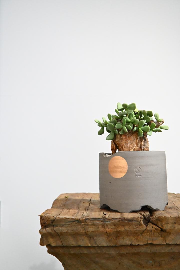 Ceraria pygmaea ケラリア ピグマエア　　発根済み　4