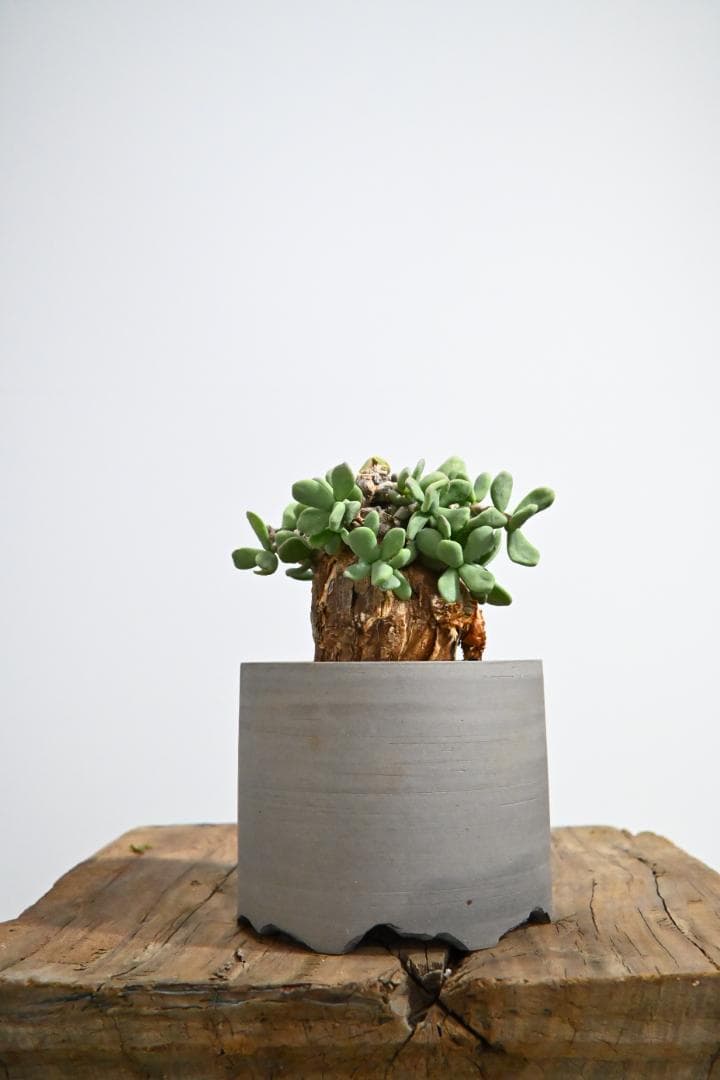 Ceraria pygmaea ケラリア ピグマエア　　発根済み　4