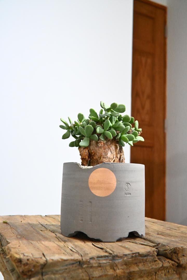 Ceraria pygmaea ケラリア ピグマエア　　発根済み　4