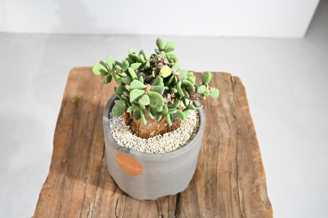 Ceraria pygmaea ケラリア ピグマエア　　発根済み　4