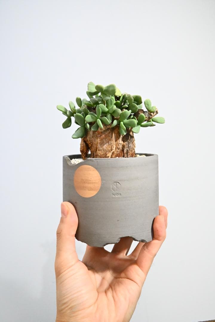 Ceraria pygmaea ケラリア ピグマエア　　発根済み　4