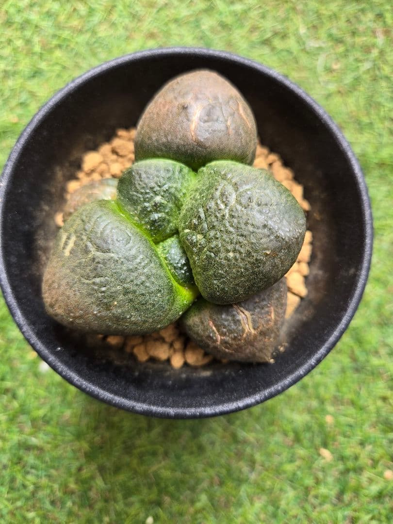 大疣連山 - 実生