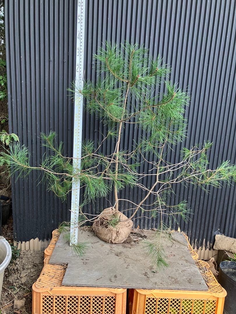 山採り　アカマツ