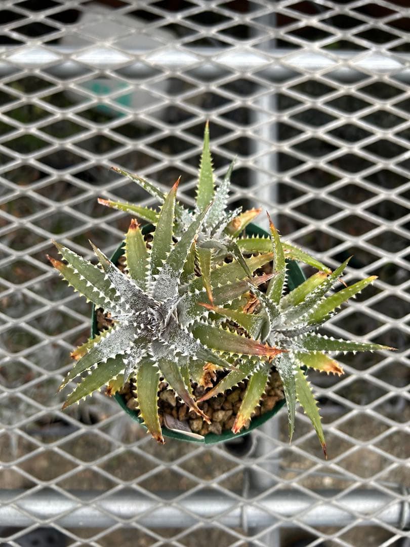 DBディッキア Arizona x BS hybrid small #103 ⑴