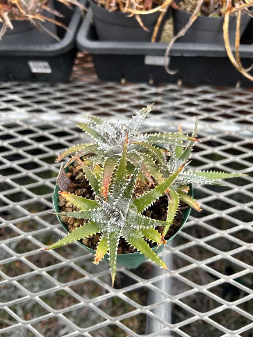 DBディッキア Arizona x BS hybrid small #103 ⑴