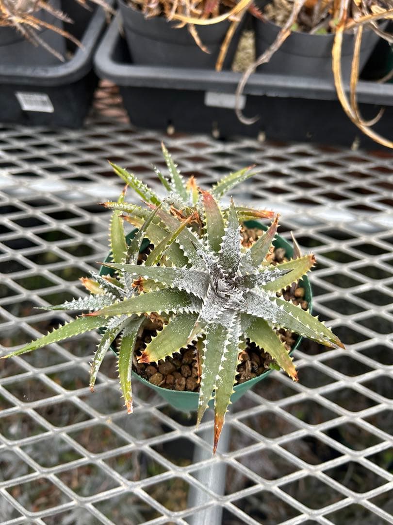 DBディッキア Arizona x BS hybrid small #103 ⑴