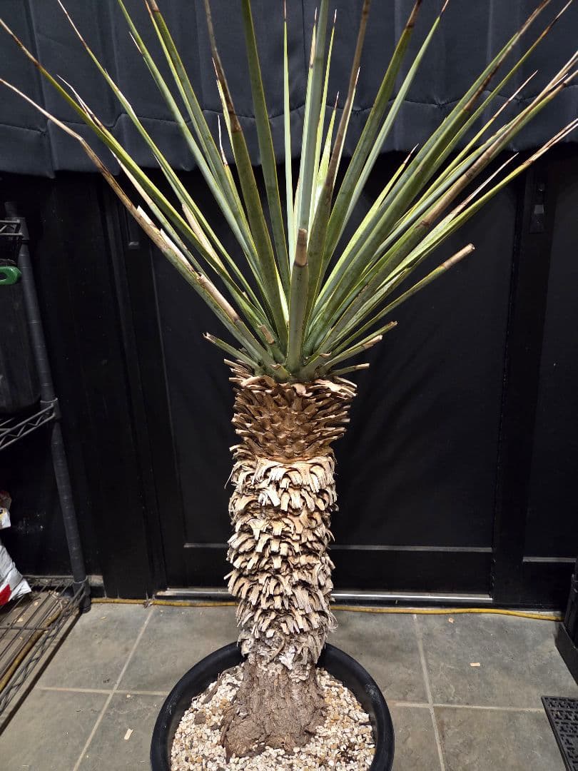 ユッカリギダ (あ)