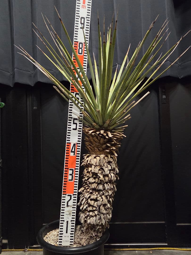 ユッカリギダ (あ)