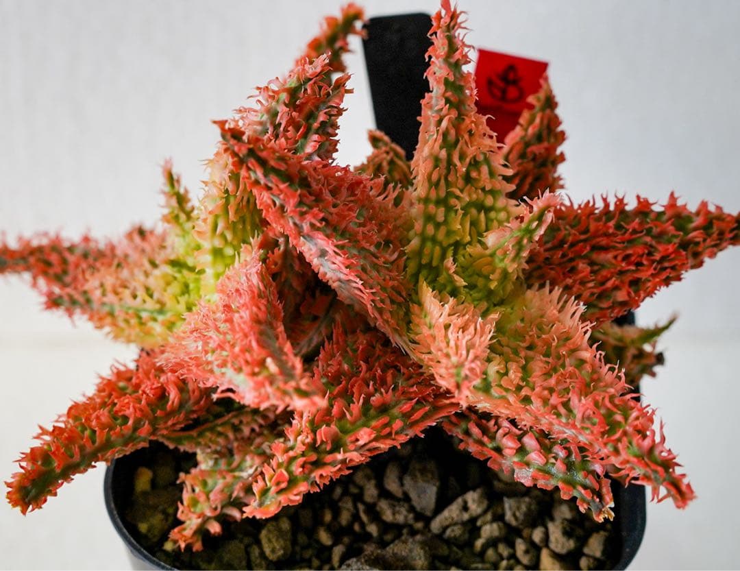 アロエハイブリッド