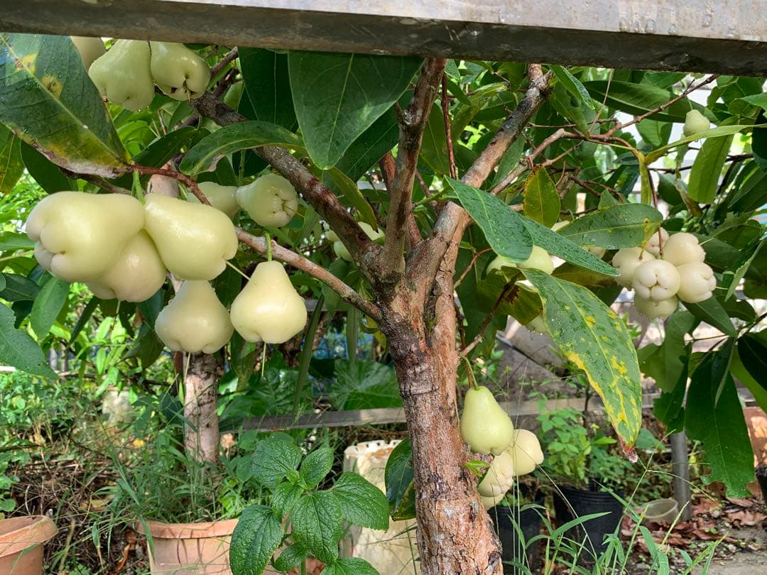 希少　実付き！超特大台湾白玉レンブ　取木苗木　蓮霧