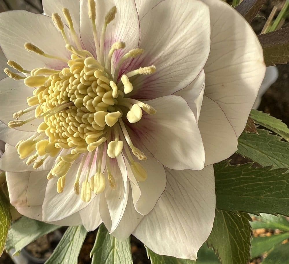 クリスマスローズ　ウィンターシンフォニー　静　dd　整形