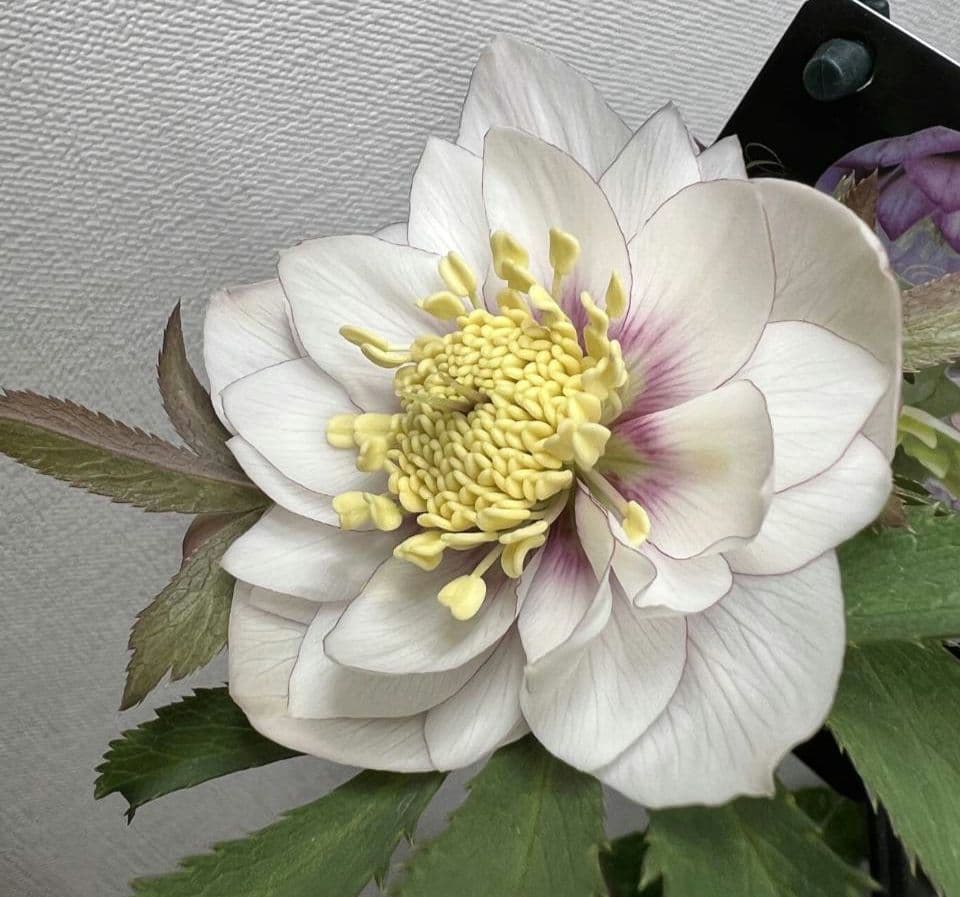 クリスマスローズ　ウィンターシンフォニー　静　dd　整形