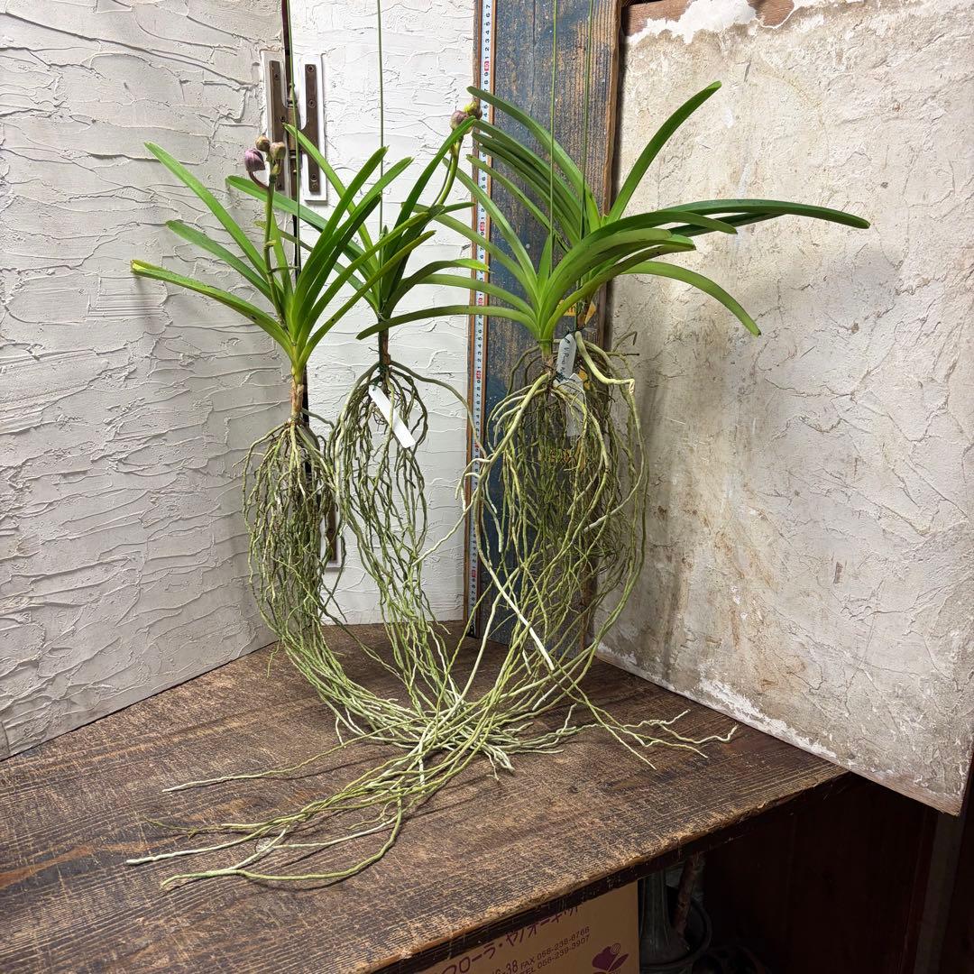 【特選】　洋蘭　バンダ　2種4株　ハンギング